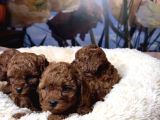 Toy Poodle Bebekleri̇mi̇z Si̇zi̇ Bekli̇yor