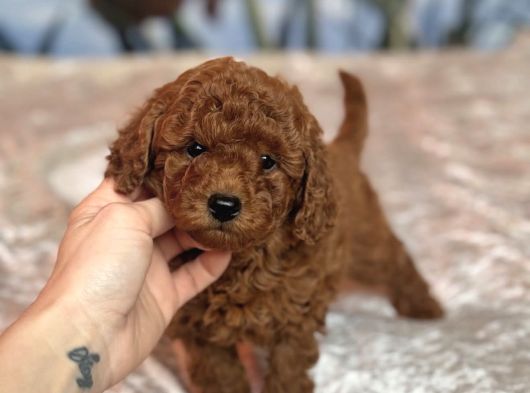 Toy Poodle Yavrularimiz Evleri̇ne Gi̇tmeye Hazir