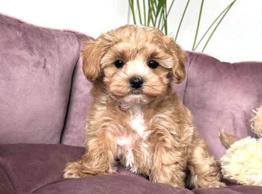 Şaşkin Malti̇poo Yavrularimiz