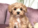 Şaşkin Malti̇poo Yavrularimiz