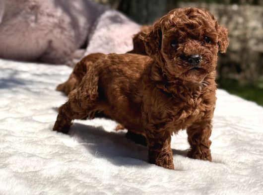 Mini red brown toy poodle yavrular