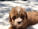 Mini Boy Maltipoo Yavrular
