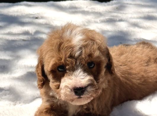 Mini Boy Maltipoo Yavrular görsel