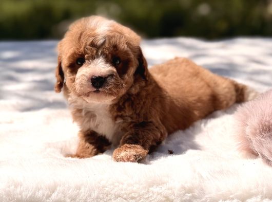 Mini boy Maltipoo yavrular