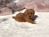 Mini Boy Maltipoo Yavrular