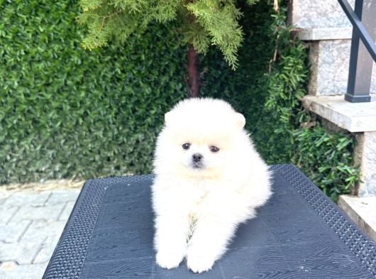 Villa Paws House Dan Yarusl görsel
