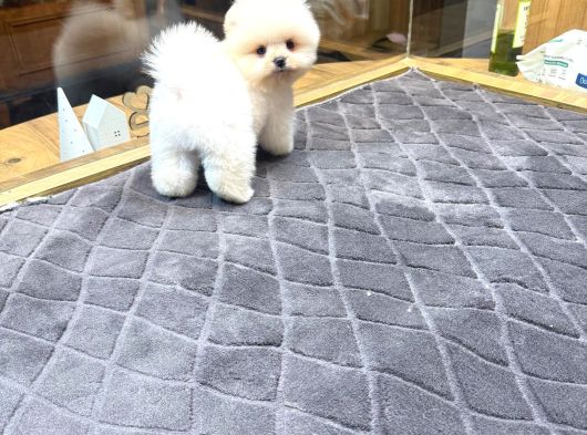 Villa Paws House dan Minik Tırtıl