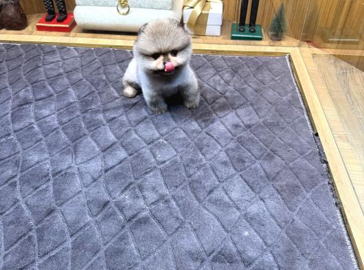 Villla Paw Housedan Tedy Pupy görsel