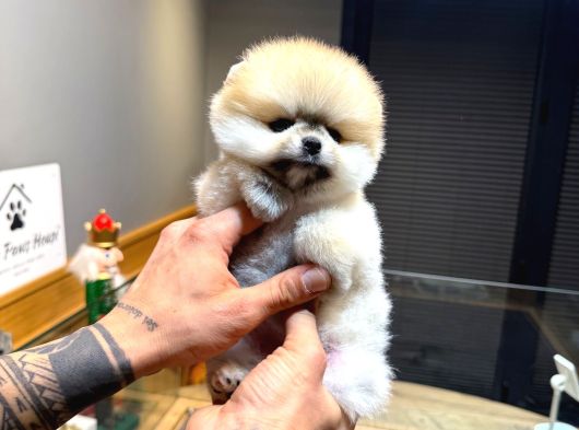 Villa Paws House Pomeranian Boo Yavrumuz görsel
