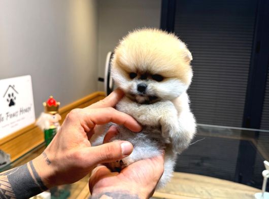 Villa Paws House Pomeranian Boo Yavrumuz görsel