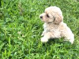 Maltipoo Efsane Güzel