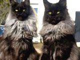 Anlarada Yasal Ruhsatlı Çiftlikden Sçr Li Maine Coon Yavrula