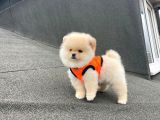 Ankaranın Pomeranian Merkezi Herkesi Bekleriz