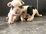 Fransız Bulldog Yavrularımız