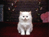A Kali̇te Bri̇tti̇sh Shorthai̇r Kedi̇leri̇mi̇z