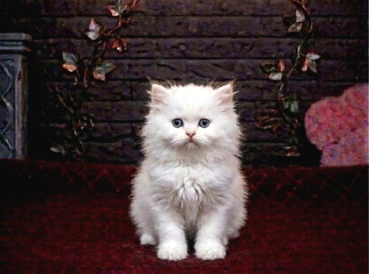 A Kali̇te Bri̇tti̇sh Shorthai̇r Kedi̇leri̇mi̇z