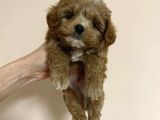 Dünya Tatlisi Malti̇poo Yavrulari