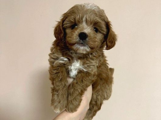 Dünya Tatlisi Malti̇poo Yavrulari görsel
