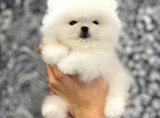 Pomerani̇an Boo Yavrulari