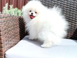 Pomerani̇an Boo Yavrulari