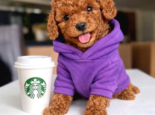 Toy poodle anne altından ırk ve sağlık garantili bebekler