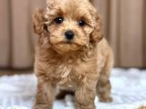 Malti̇poo Ci̇nsi̇ Yavrular Ev Üreti̇mi̇
