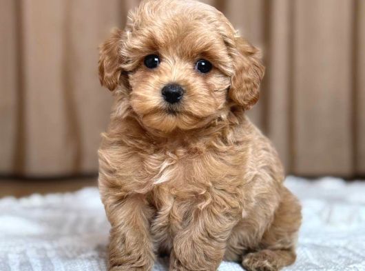 Malti̇poo Ci̇nsi̇ Yavrular Ev Üreti̇mi̇