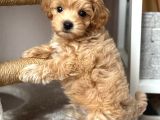 Malti̇poo Ci̇nsi̇ Yavrular Ev Üreti̇mi̇