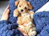 Malti̇poo Ci̇nsi̇ Yavrular Ev Üreti̇mi̇