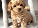 Malti̇poo Ci̇nsi̇ Yavrular Ev Üreti̇mi̇