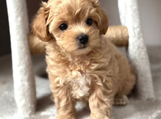 Malti̇poo Ci̇nsi̇ Yavrular Ev Üreti̇mi̇ görsel