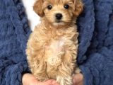 Malti̇poo Ci̇nsi̇ Yavrular Ev Üreti̇mi̇