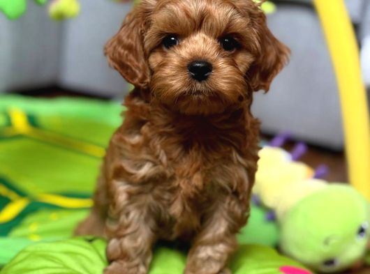 Toy Poodle Sevi̇mli̇ Yavrular Ev Üreti̇mi̇