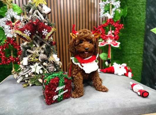 Safkan Toy Poodle Tuvalet Eğitimli görsel