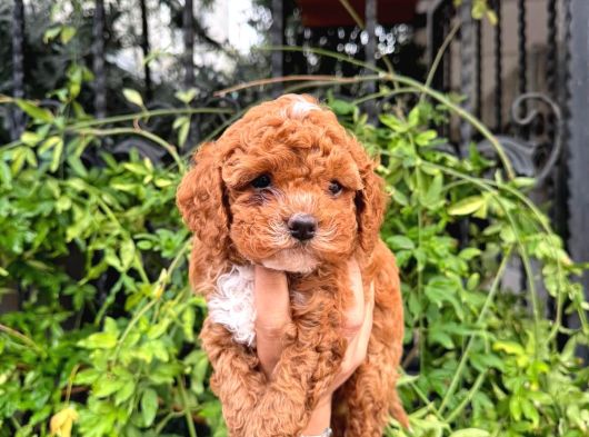 Korea Kan Maltipoo Bebeklerimiz 0 Boy görsel