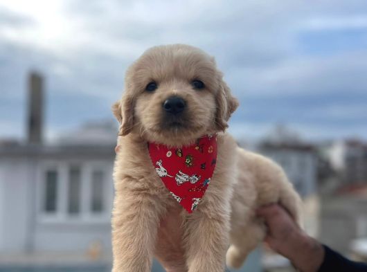 A KALİTE BABBY FACE GOLDEN BEBEKLER