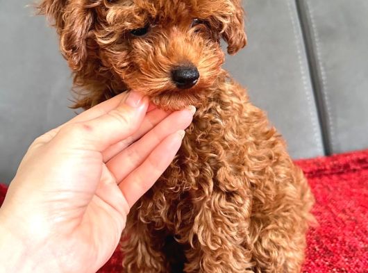 Red Brown Poodle Erkek Yavru görsel