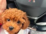 Red Brown Poodle Erkek Yavru