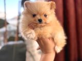 İçinizi Isıtan Pomerani̇an Boo Bebekler