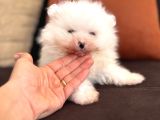 İçinizi Isıtan Pomerani̇an Boo Bebekler