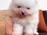 İçinizi Isıtan Pomerani̇an Boo Bebekler
