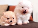 İçinizi Isıtan Pomerani̇an Boo Bebekler