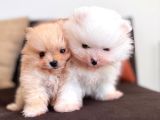 İçinizi Isıtan Pomerani̇an Boo Bebekler