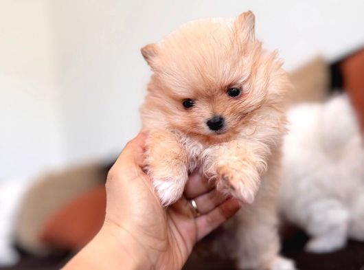 İçinizi Isıtan Pomerani̇an Boo Bebekler görsel