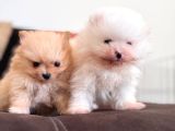 İçinizi Isıtan Pomerani̇an Boo Bebekler