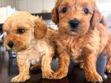 Pamuk Şeker Minik Büyümüycek Teacup Maltipoo Yavrularım