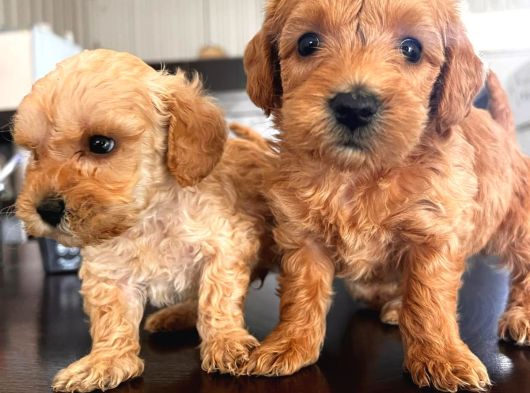 Pamuk Şeker Minik Büyümüycek Teacup Maltipoo Yavrularım görsel
