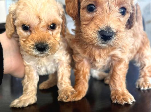 Pamuk Şeker Minik Büyümüycek Teacup Maltipoo Yavrularım