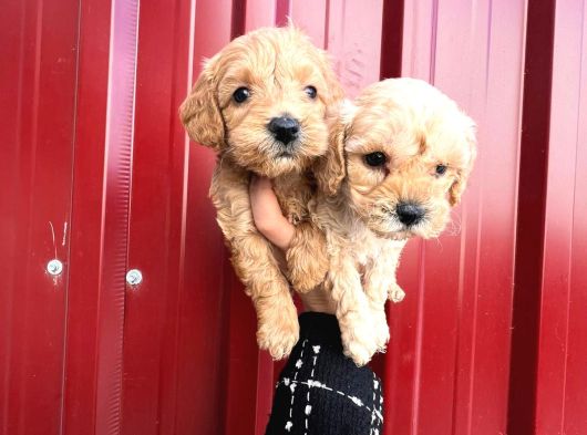Pamuk Şeker Minik Büyümüycek Teacup Maltipoo Yavrularım görsel