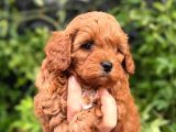 Korea Kan Maltipoo Bebeklerimiz 0 Boy